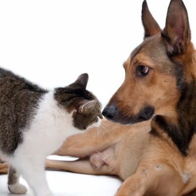 Cat and dog nose to nose