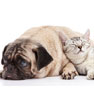 About VCare Animal Clinic in Cypress, TX About VCare Animal Clinic in Cypress, TX