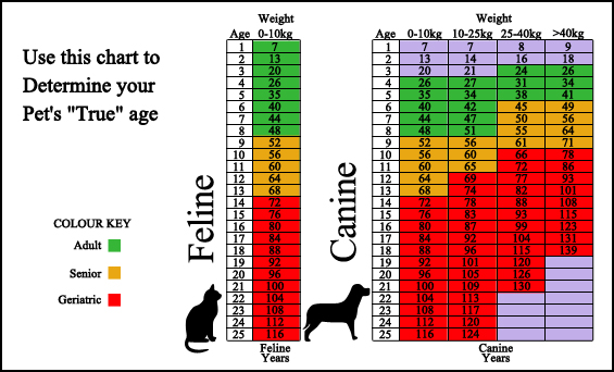 VCare Animal Clinic - Surveillance Screening