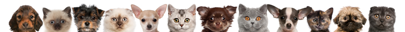 row of pets row of pets